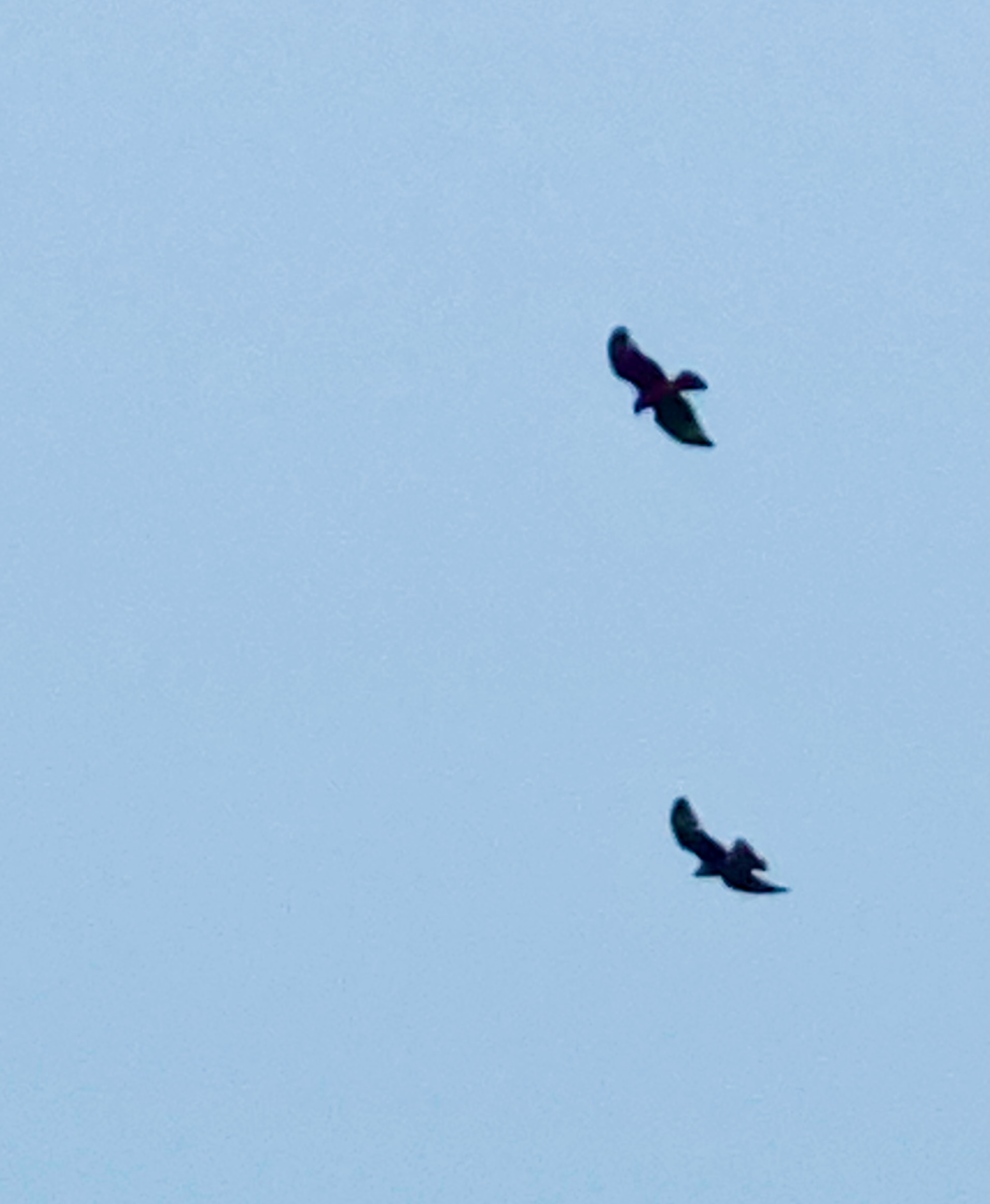 Desert Hawks at Easter — (copy)