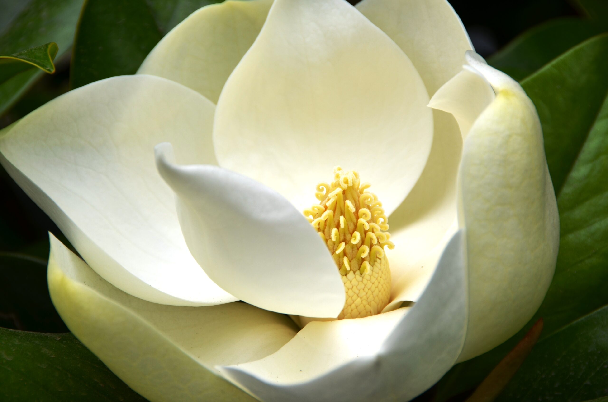 Blossoming Branches of Magnolia