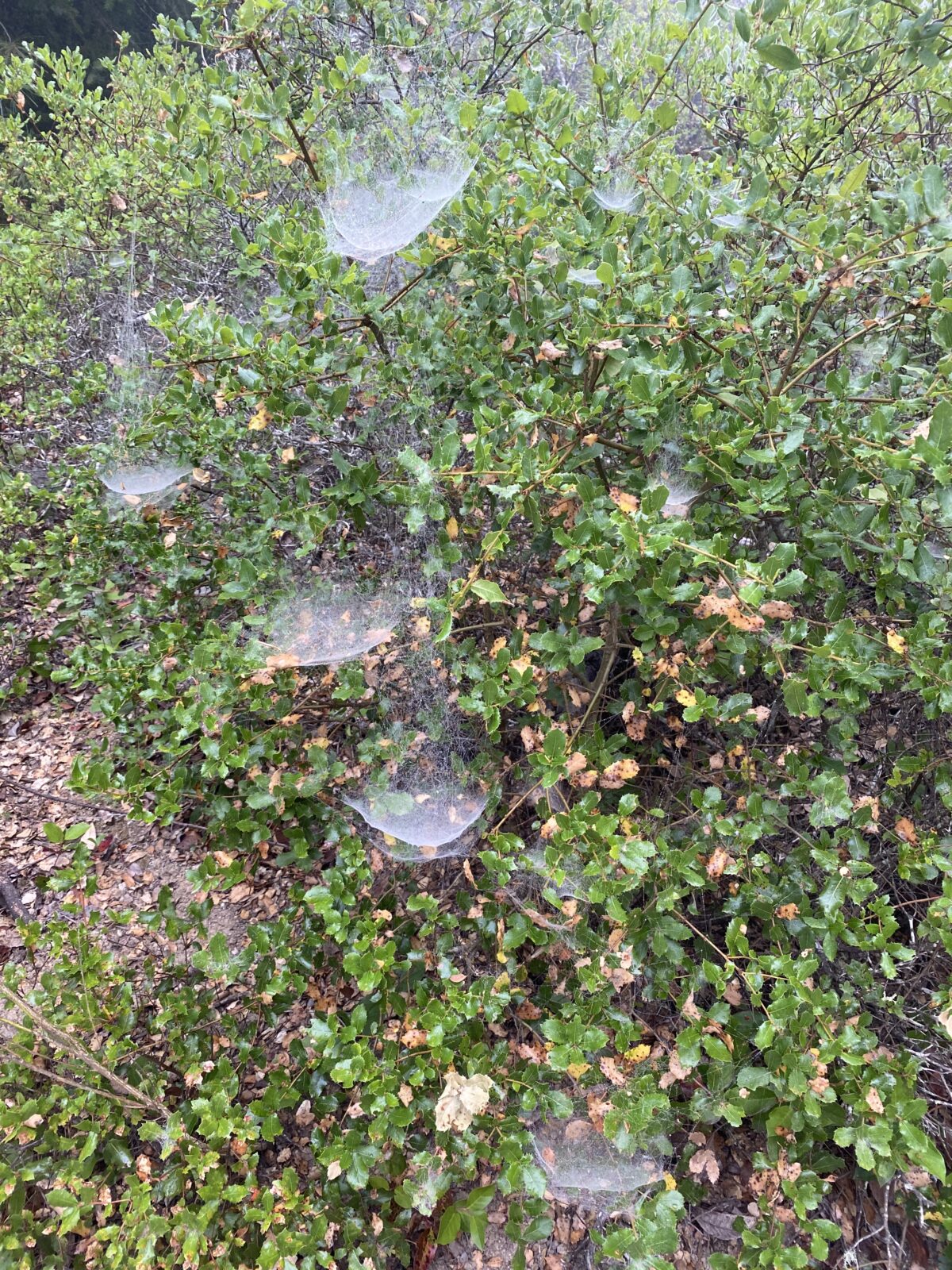 Grandmother Spiders