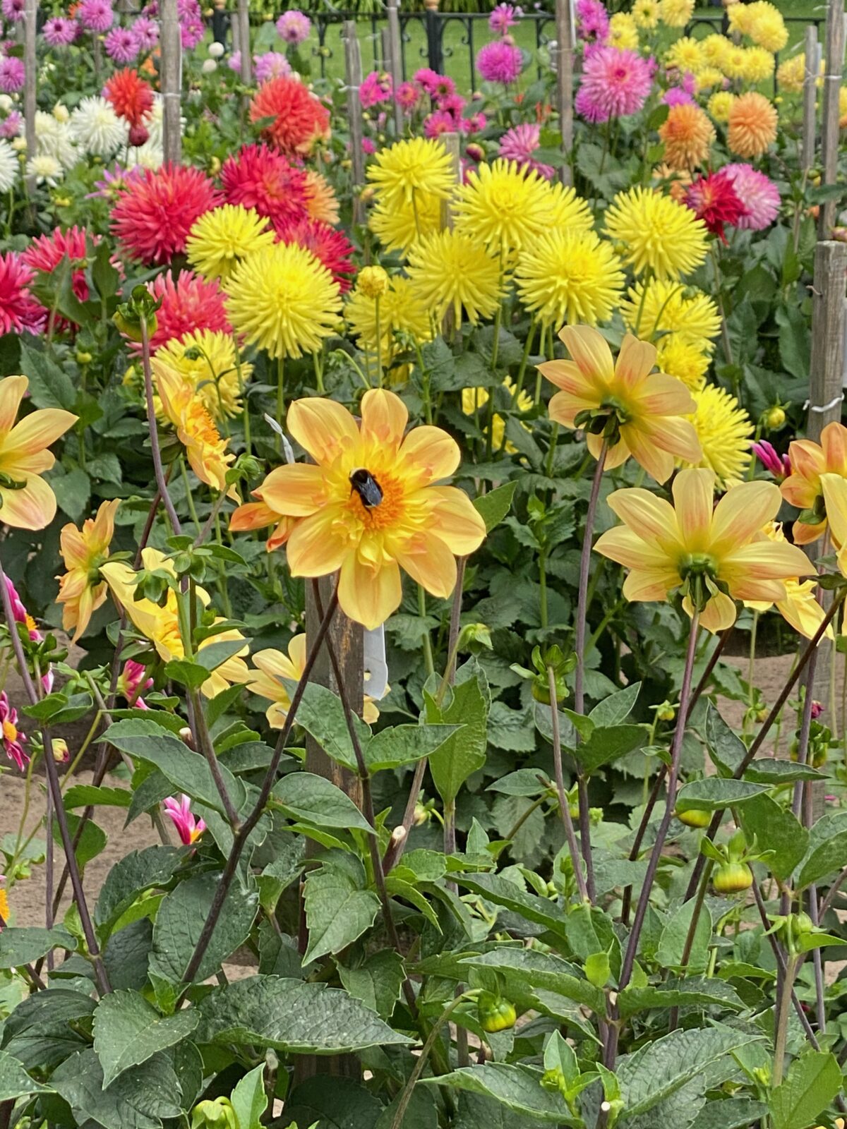 Himalayan Dahlias