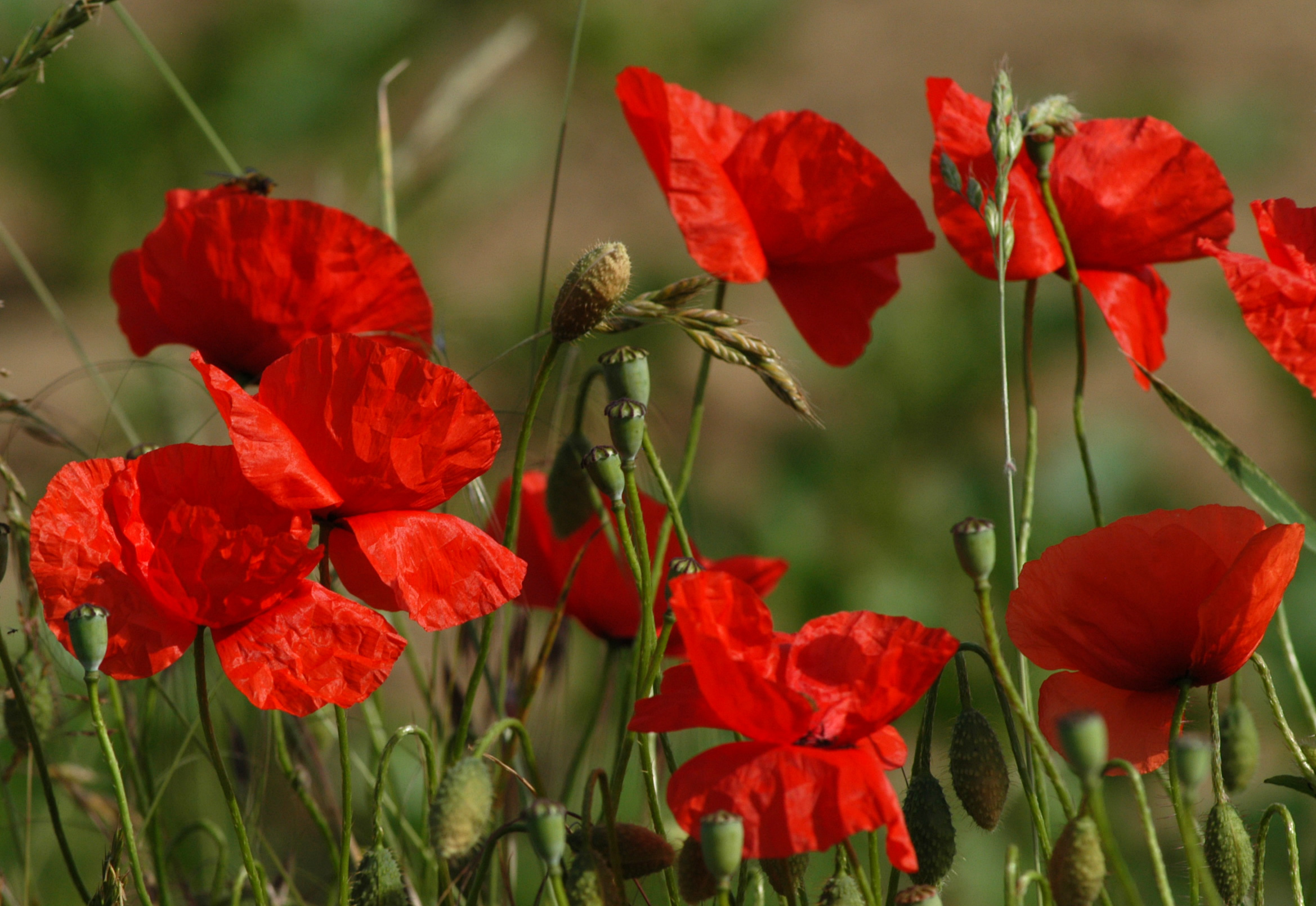 Oriental Poppies